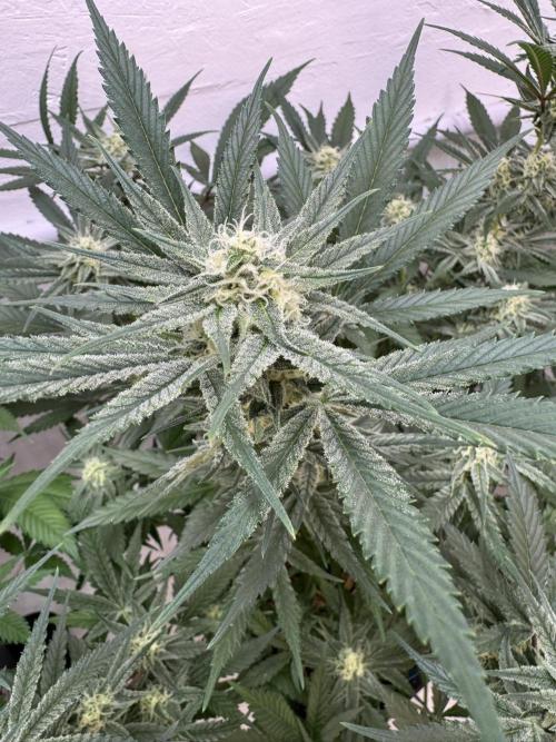 Caribbean Kush. Week 9