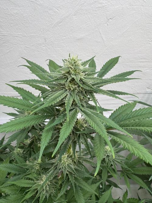 Caribbean Kush. Week 9