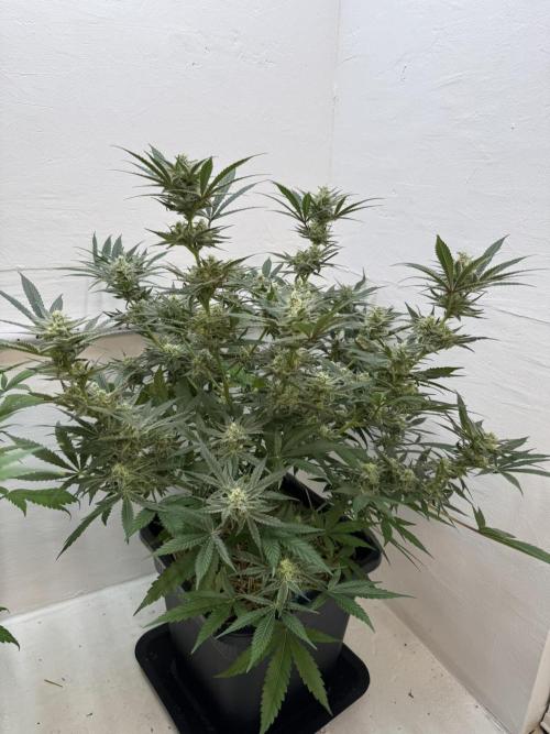 Caribbean Kush. Week 10