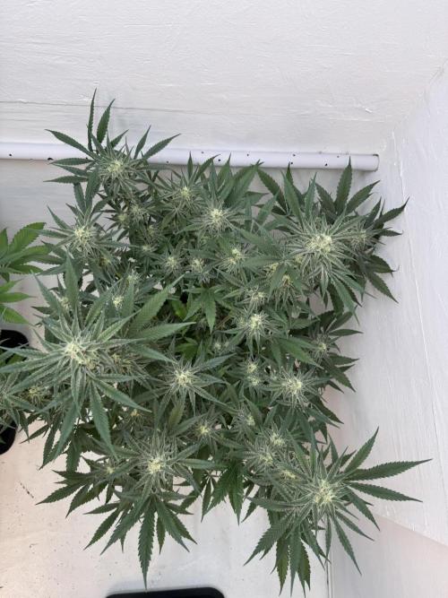Caribbean Kush. Week 10