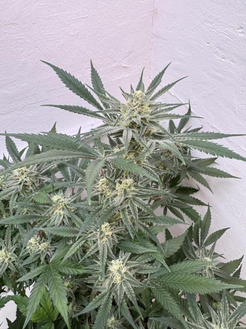 Caribbean Kush. Week 10