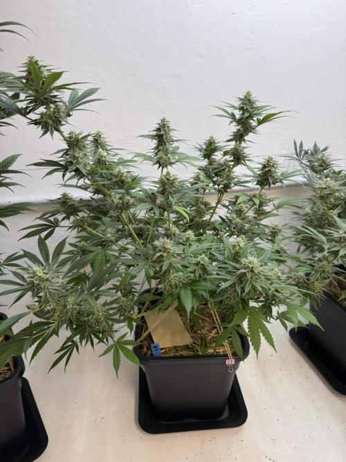 Caribbean Kush. Week 10