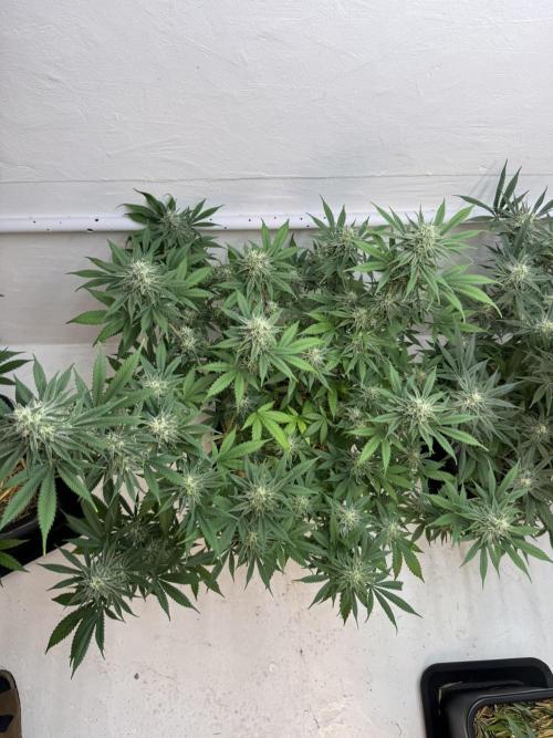 Caribbean Kush. Week 10