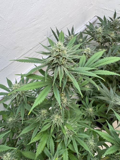 Caribbean Kush. Week 10