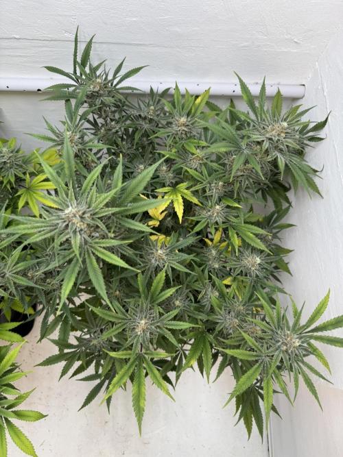 Caribbean Kush. Week 11