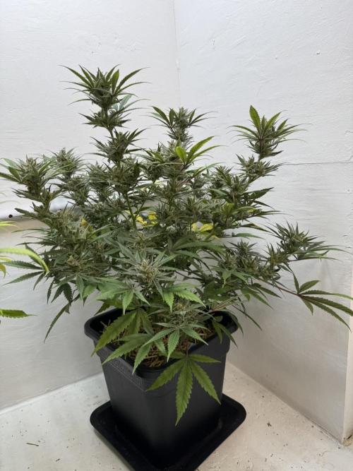 Caribbean Kush. Week 11
