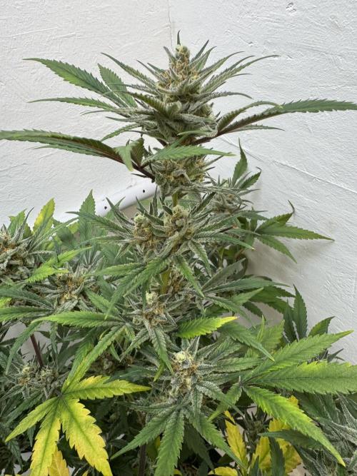 Caribbean Kush. Week 11