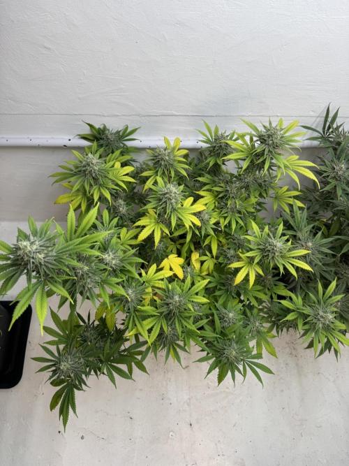 Caribbean Kush. Week 11