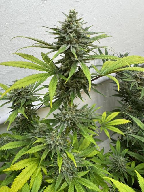 Caribbean Kush. Week 11