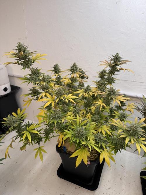 Caribbean Kush. Week 12