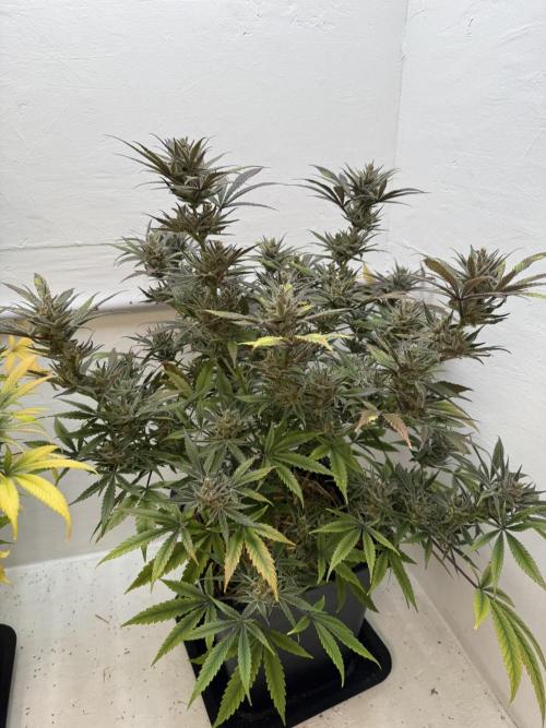 Caribbean Kush. Week 12