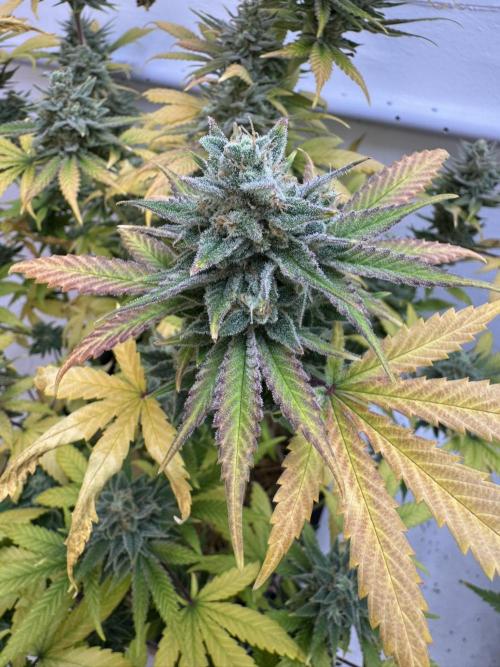 Caribbean Kush. Week 12