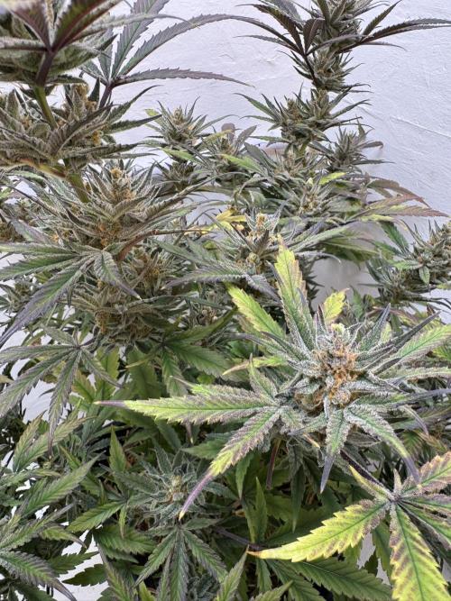 Caribbean Kush. Week 12