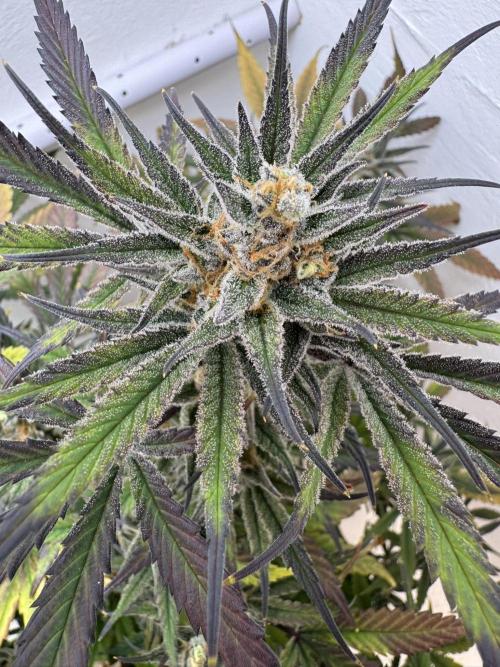 Caribbean Kush. Week 12