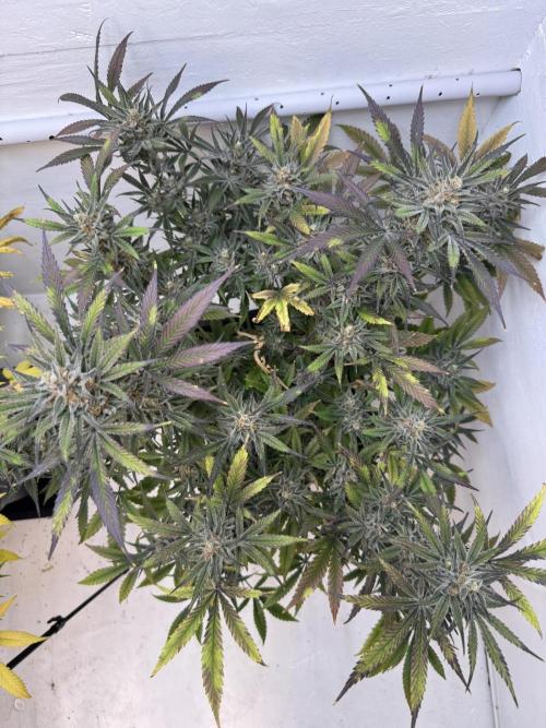 Caribbean Kush. Week 12