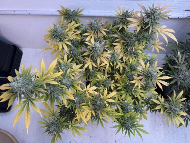 Caribbean Kush. Week 12