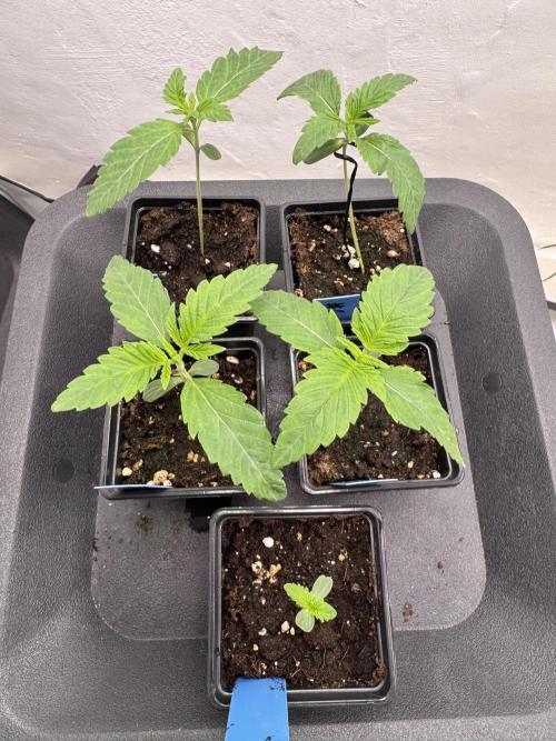 Grandma’s Genetics - Headband. Week 2