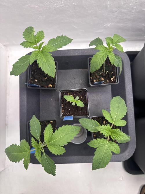 Grandma’s Genetics - Headband. Week 2