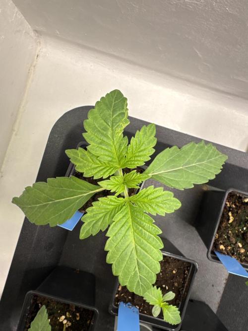 Grandma’s Genetics - Headband. Week 2