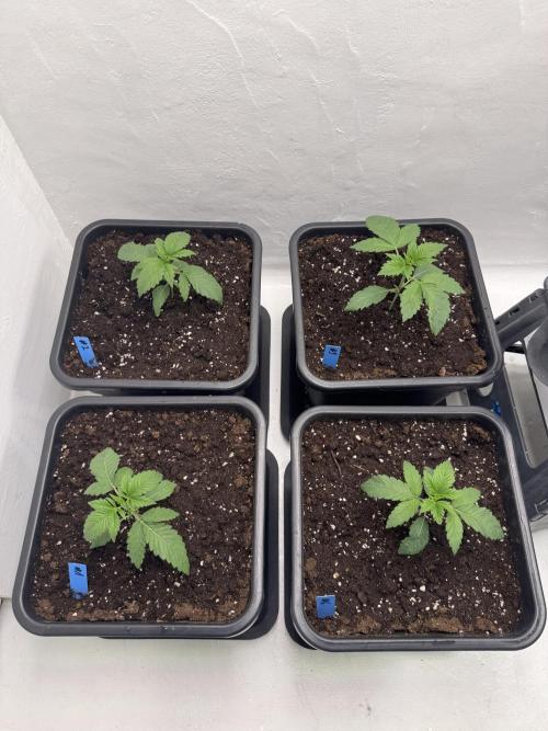 Grandma’s Genetics - Headband. Week 3