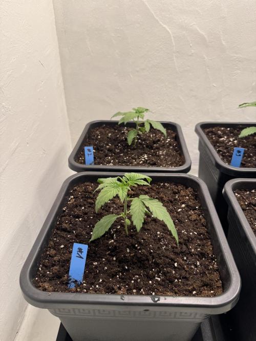 Grandma’s Genetics - Headband. Week 3