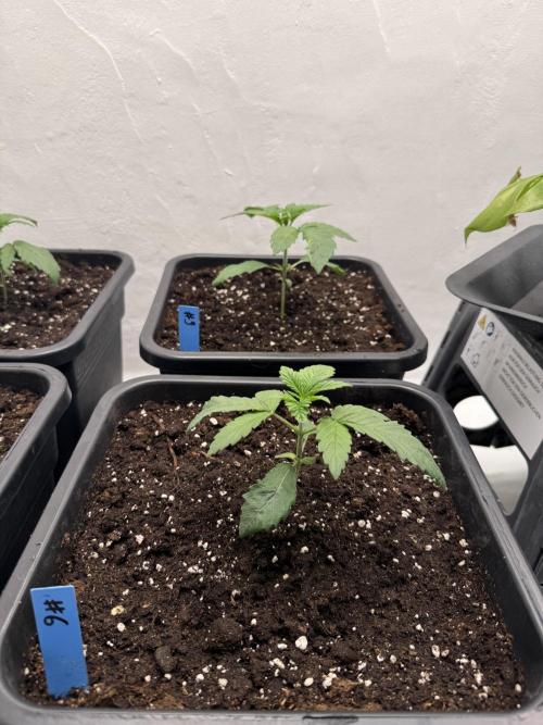 Grandma’s Genetics - Headband. Week 3