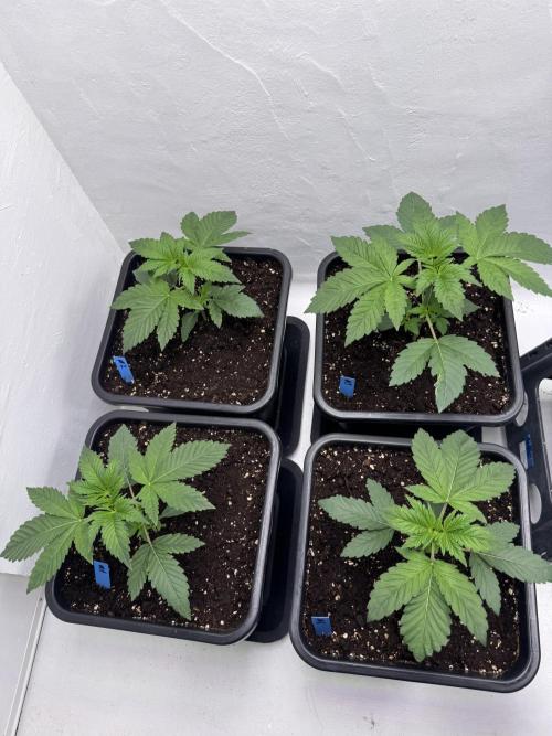 Grandma’s Genetics - Headband. Week 4