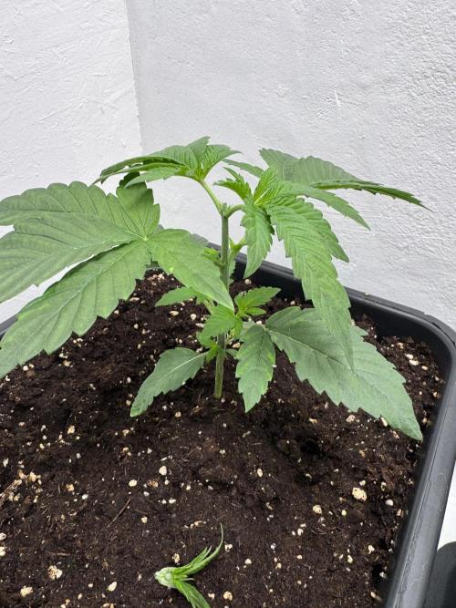 Grandma’s Genetics - Headband. Week 4