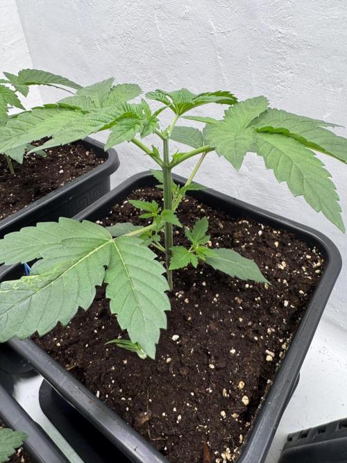 Grandma’s Genetics - Headband. Week 4