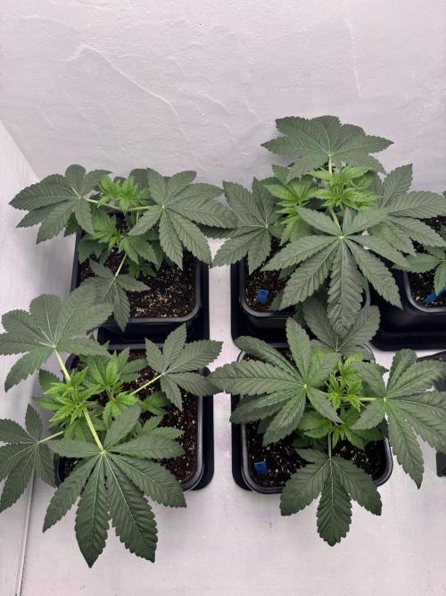 Grandma’s Genetics - Headband. Week 5