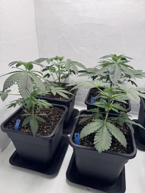 Grandma’s Genetics - Headband. Week 5