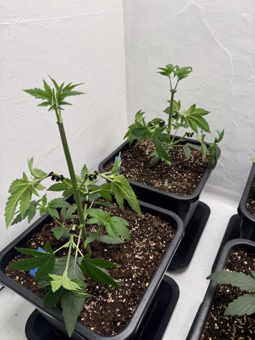 Grandma’s Genetics - Headband. Week 5