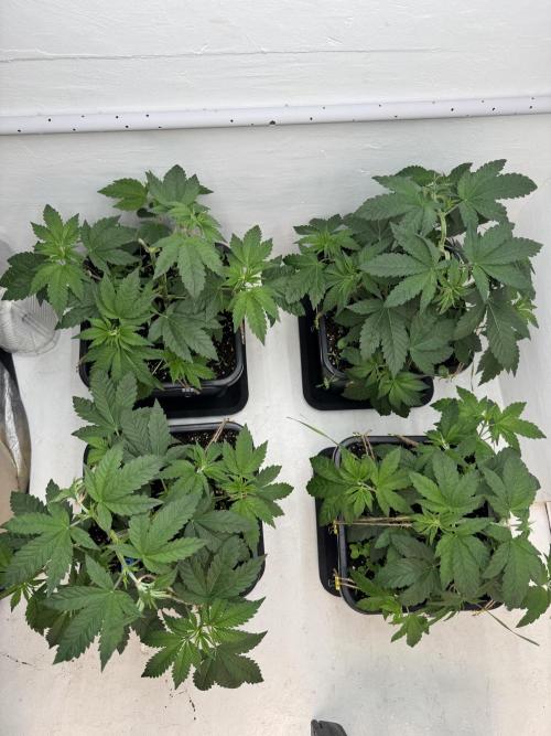 Grandma’s Genetics - Headband. Week 6