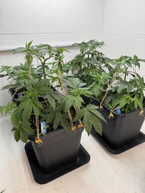 Grandma’s Genetics - Headband. Week 6
