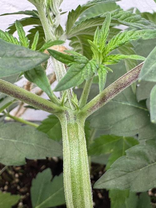 Grandma’s Genetics - Headband. Week 6