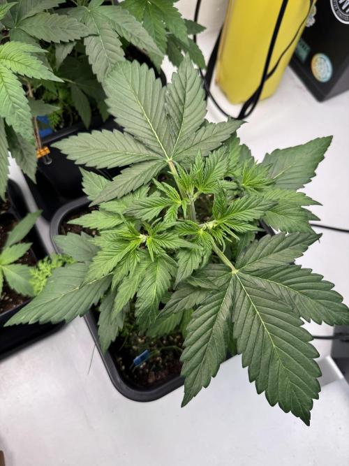 Devotchka. Week 4