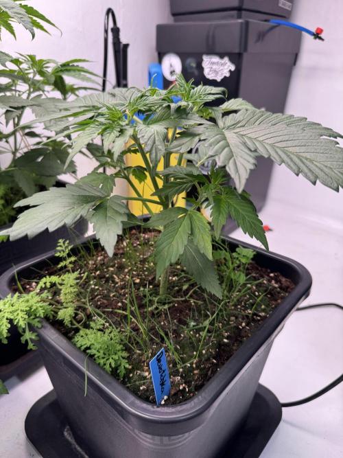 Devotchka. Week 4