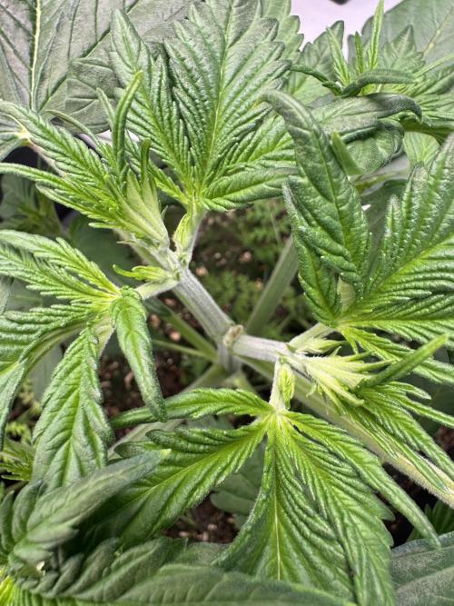 Devotchka. Week 4