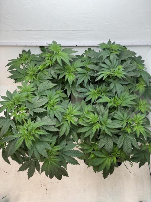 Grandma’s Genetics - Headband. Week 7