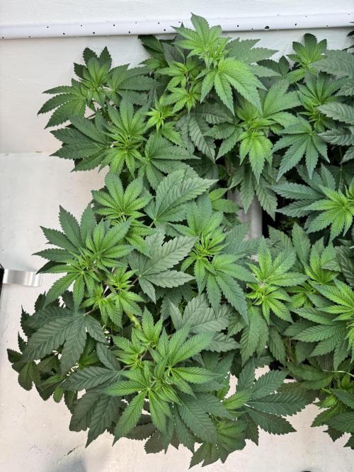 Grandma’s Genetics - Headband. Week 7
