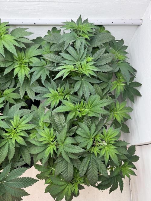 Grandma’s Genetics - Headband. Week 7
