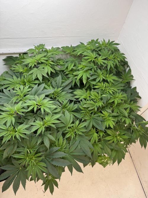 Grandma’s Genetics - Headband. Week 8