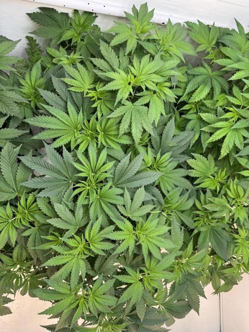 Grandma’s Genetics - Headband. Week 8