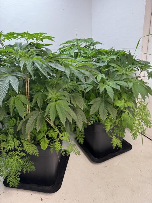 Grandma’s Genetics - Headband. Week 8