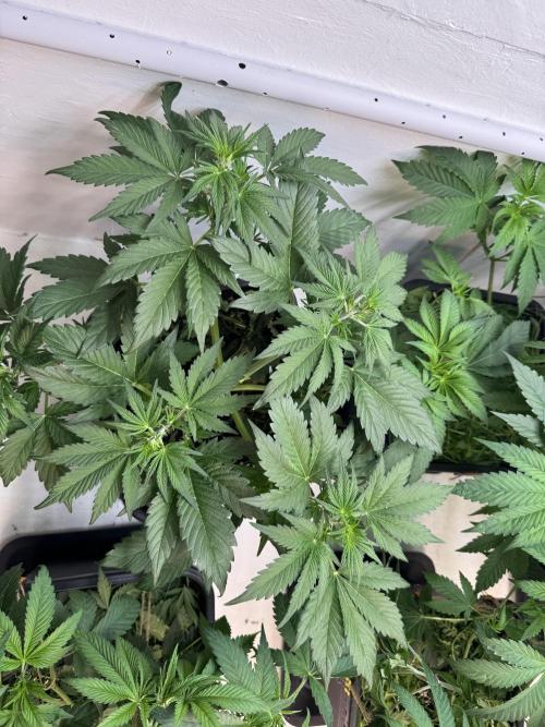 Devotchka. Week 5