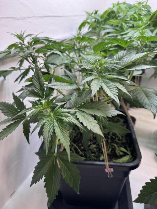 Devotchka. Week 5