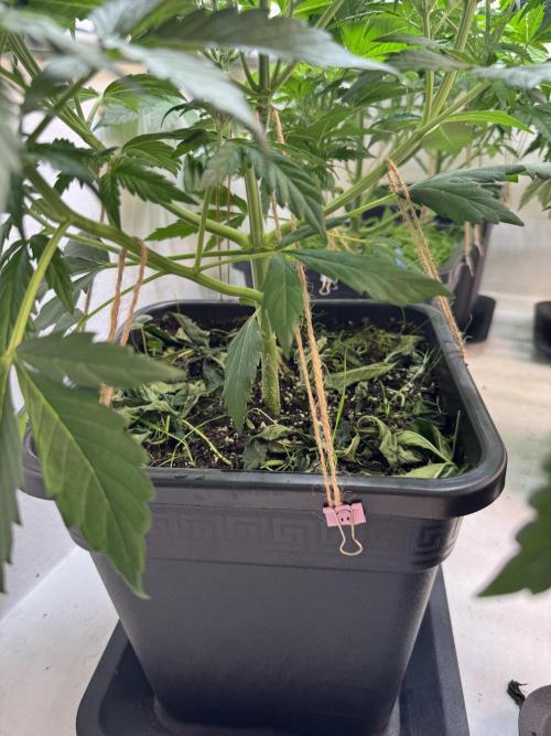 Devotchka. Week 5
