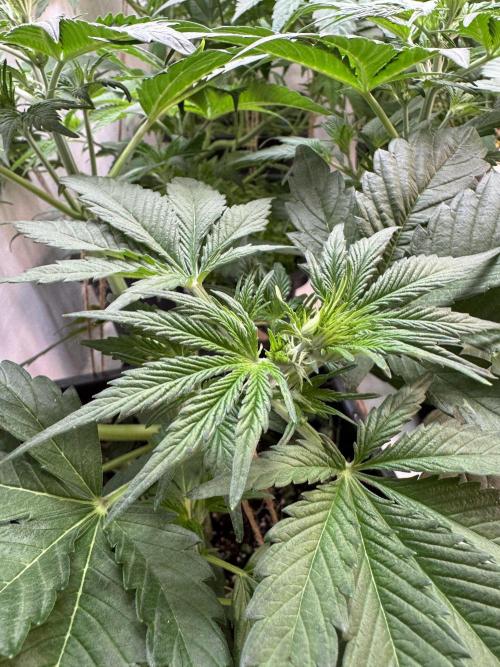 Devotchka. Week 5