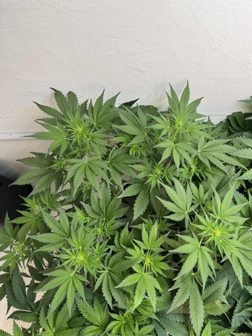 Devotchka. Week 6