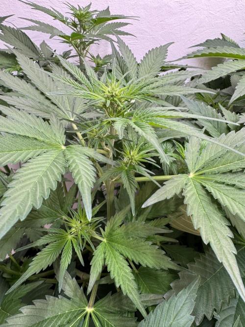 Devotchka. Week 6